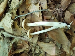 Marasmius nigrodiscus