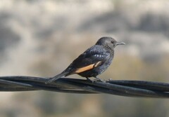 Onychognathus tristramii