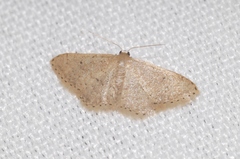 Idaea obsoletaria