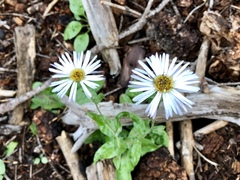 Erigeron rybius