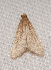 Bostra obsoletalis