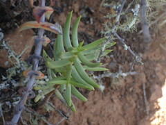 Crassula tetragona