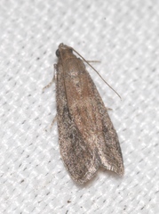 Ephestia woodiella
