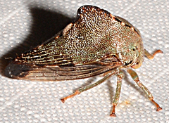Telamona monticola