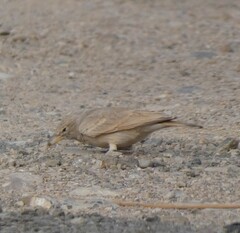 Ammomanes deserti