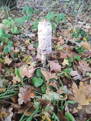 Coprinus comatus