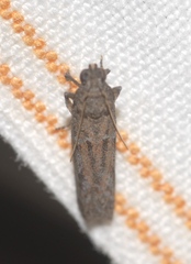 Cadra figulilella