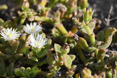 Mesembryanthemum aitonis
