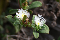 Mesembryanthemum aitonis