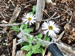Erigeron rybius