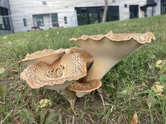 Cerioporus squamosus