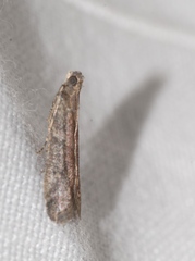 Ephestia woodiella