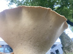 Cerioporus squamosus