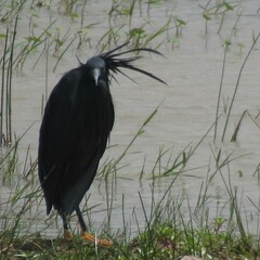 Egretta ardesiaca