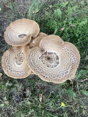 Cerioporus squamosus