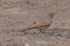 Ammomanes deserti