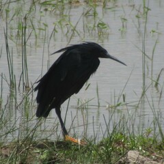 Egretta ardesiaca