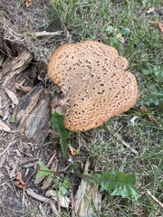 Cerioporus squamosus