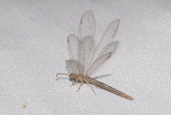 Neuroleon arenarius