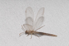 Neuroleon arenarius
