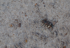 Cicindela hybrida