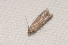 Ephestia woodiella