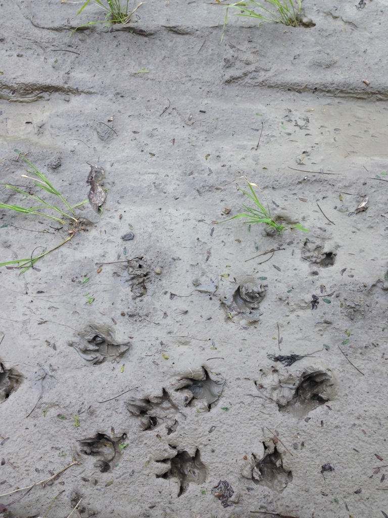 Crab-eating Mongoose in August 2022 by inatpeshualien001 · iNaturalist