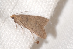 Bostra obsoletalis