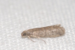 Ephestia woodiella