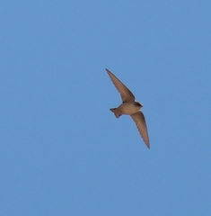 Ptyonoprogne fuligula