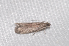 Ephestia woodiella