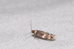 Oegoconia deauratella