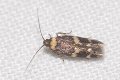 Oegoconia deauratella