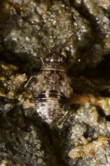 Saldidae
