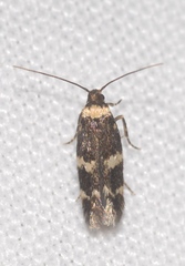 Oegoconia deauratella