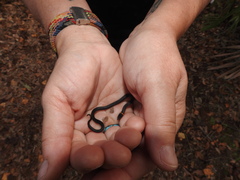 Diadophis punctatus punctatus