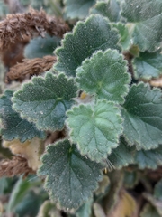 Lafuentea rotundifolia