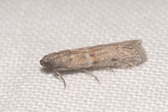 Cadra figulilella