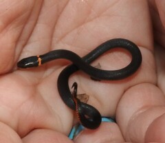 Diadophis punctatus punctatus