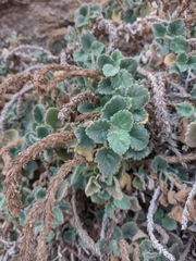 Lafuentea rotundifolia