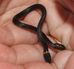 Diadophis punctatus punctatus