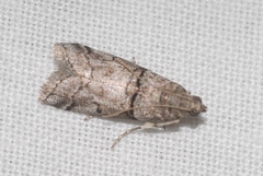 Acrobasis romanella