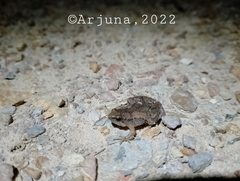 Microhyla palmipes