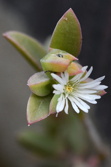 Delosperma