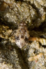 Saldidae
