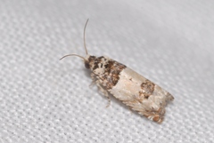Epinotia thapsiana