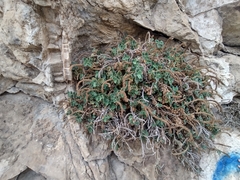 Lafuentea rotundifolia