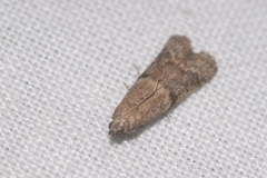 Ephestia woodiella