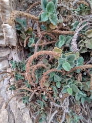 Lafuentea rotundifolia