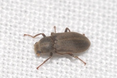 Pomatinus substriatus